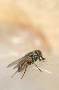 pest control services pest control services