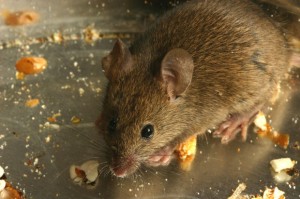 rodent control rodent control