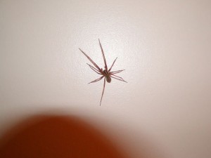 spider control spider control