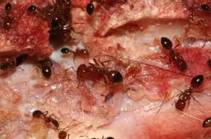 ant control ant control