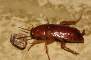 cockroach control cockroach control
