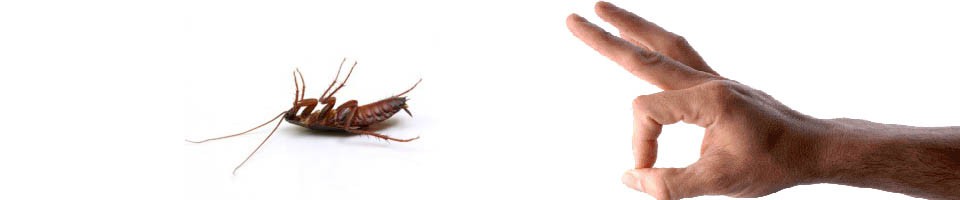 Bed Bugs Columbus Exterminators