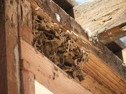 termite control